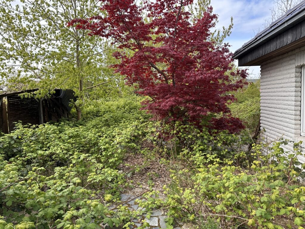 Zugewachsener Garten eines Hauses vor dem Verkauf